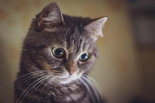 Free Cat Pets photo and picture