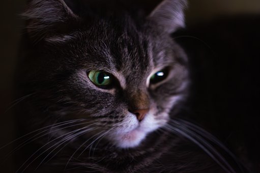 Free Cat Eyes photo and picture