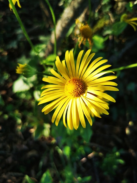 Free Flower Light photo and picture