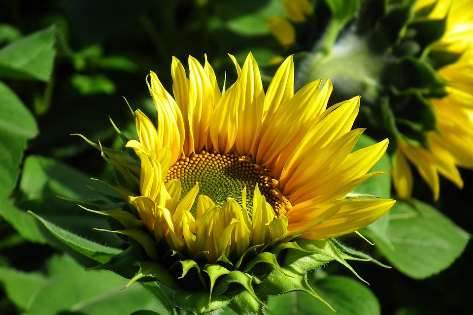 Sunflower Flower Yellow - Free photo on Pixabay