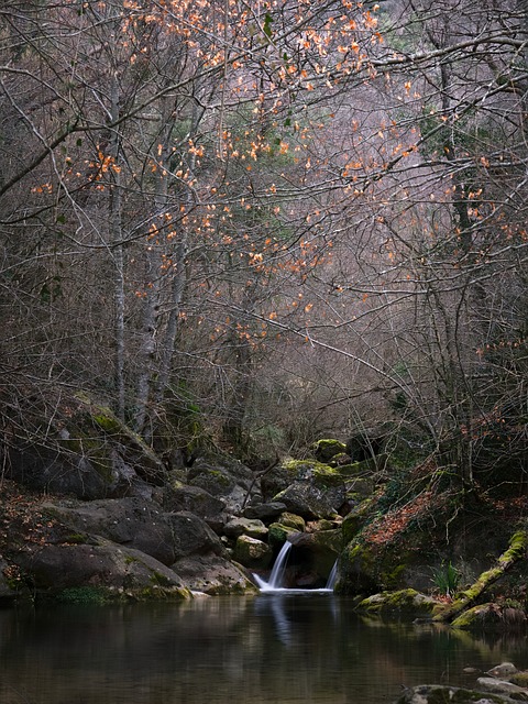 Free Forest Calm Down photo and picture