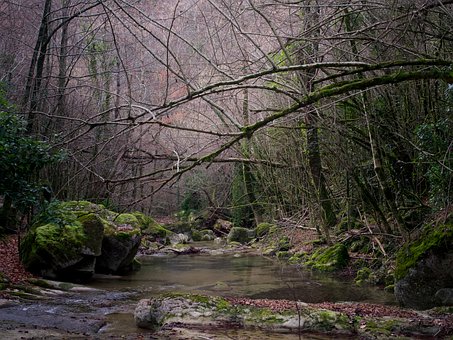 Wald, Fluss, Moos, Natur, Felsen