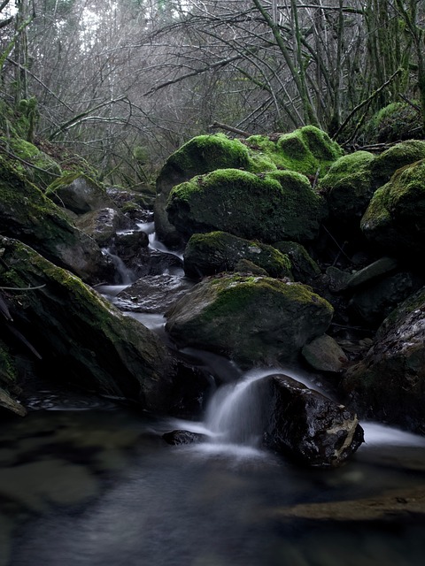 Free Rocks Moss photo and picture