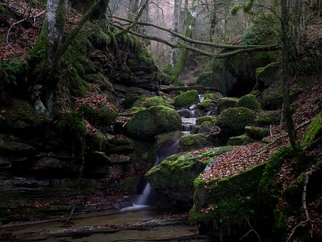 Free Forest River photo and picture