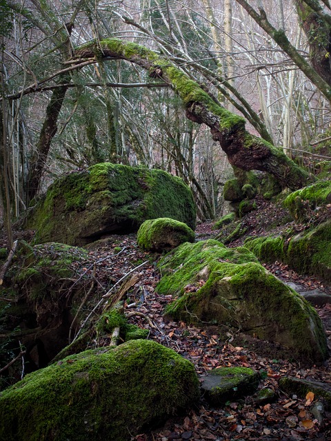 Free Moss Trees photo and picture