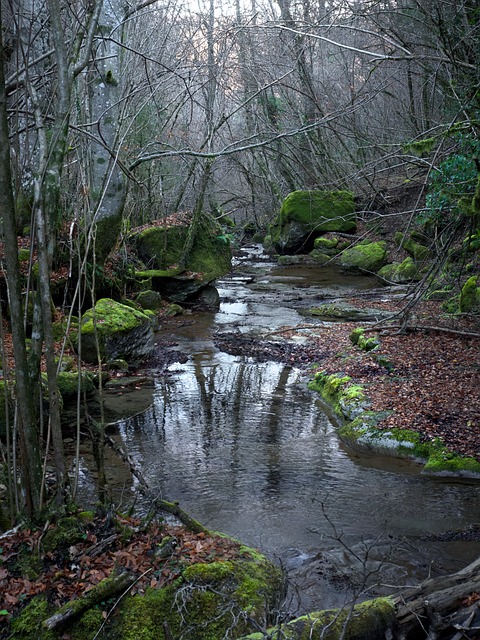 Free River Water photo and picture
