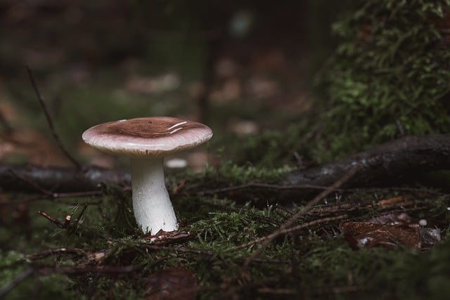Free Mushroom Mac Wallpaper photo and picture