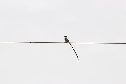 Ohrwurm, Vogel, Tier, Fauna, Kostenlose