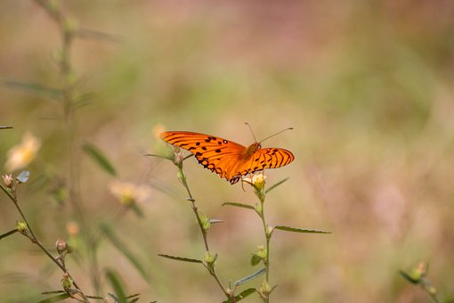 Schmetterling, Insekt, Natur, Fauna