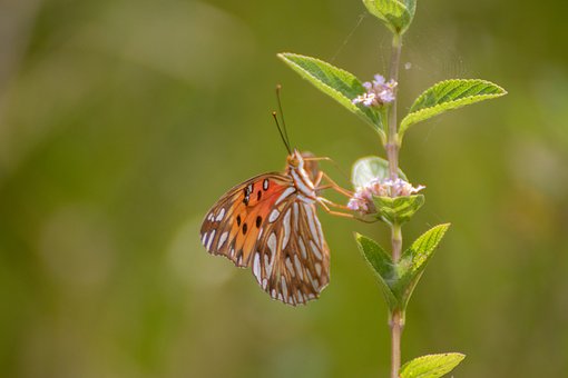 Insekt, Natur, Fauna, Bei, Tier, Garten
