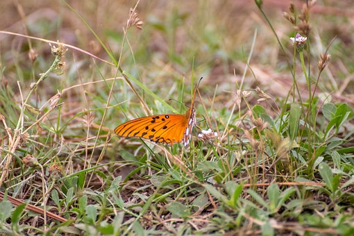 Insekt, Natur, Fauna, Bei, Tier