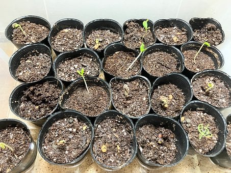 Natureza, Maçã, Semente