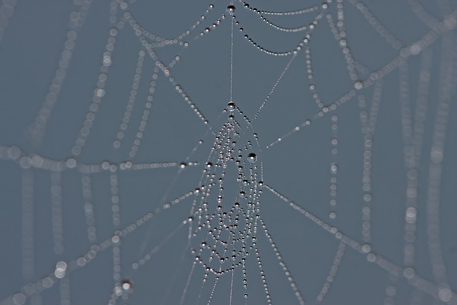 Edderkoppespind, Web, Natur, Dugdråbe