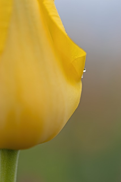 Tulipan, Natur, Blomst, Dråber