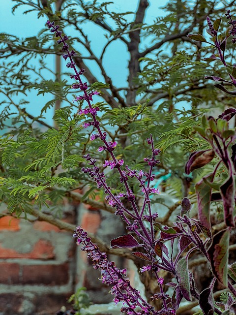Free Photography Plant photo and picture
