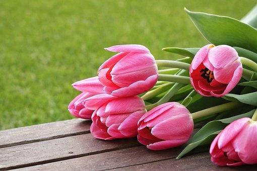 Tulipas, Flores, Tulipas Rosa
