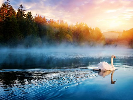 Svaner, Natur, Svane, Vand, Hvid, Perth