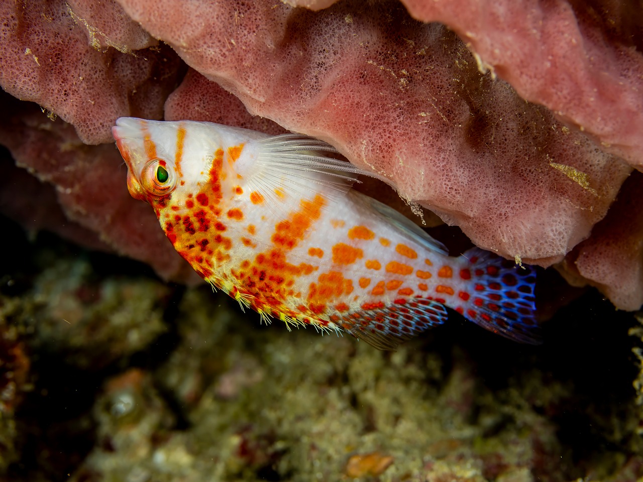 1+ Free Hawkfish & Fish Images - Pixabay