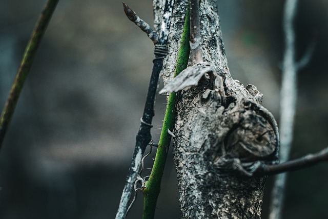 Free Thorns Nature photo and picture