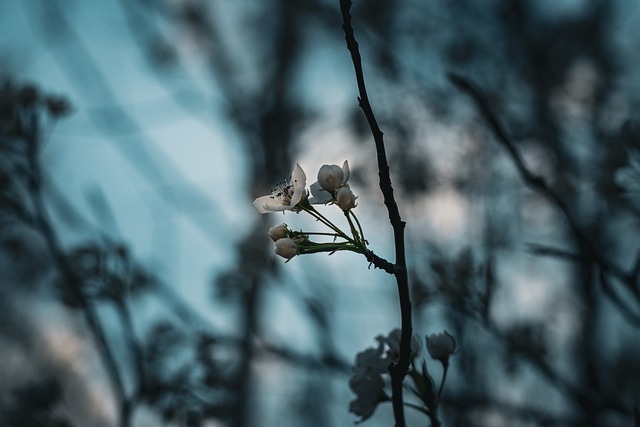 Free Bloom Flower photo and picture