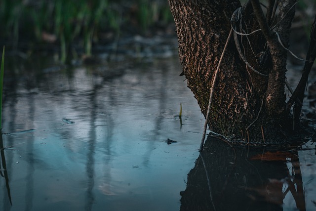 Free Swamp Hd Wallpaper photo and picture