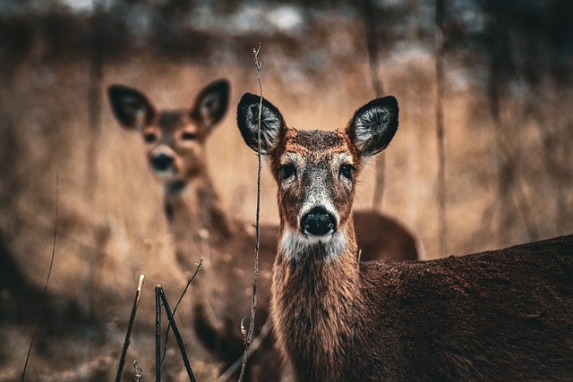 Free Deer Hd Wallpaper photo and picture