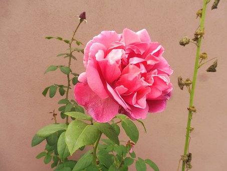 Rose, Blomst, Natur, Flora, Rosenblomst