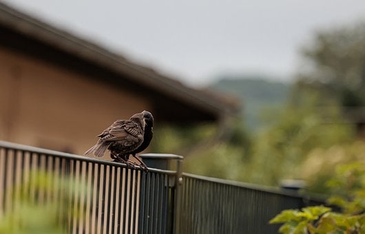 Free Bird Cub photo and picture