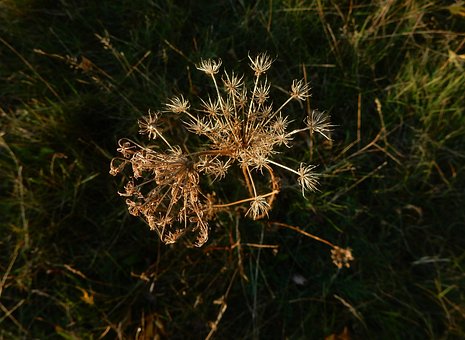 Blomst, Natur, Plante, Flora, Tæt Op