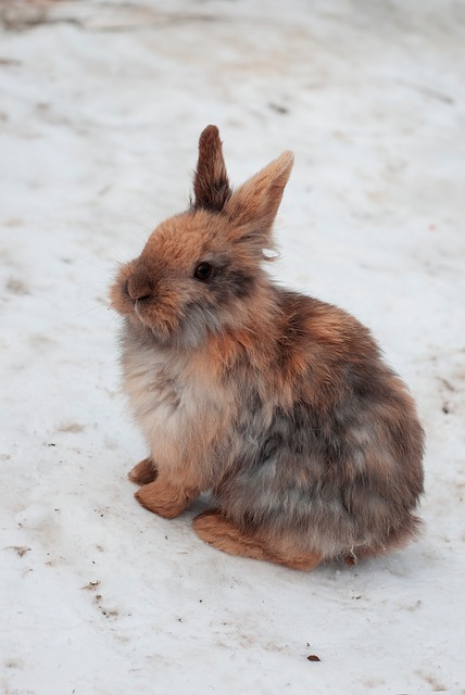 Free Rabbit Hare photo and picture