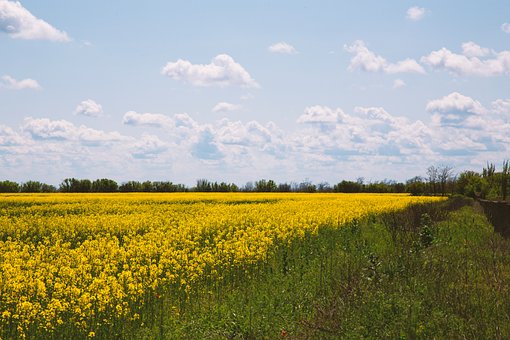 Landschap, Veld, Bloemen, De Lente