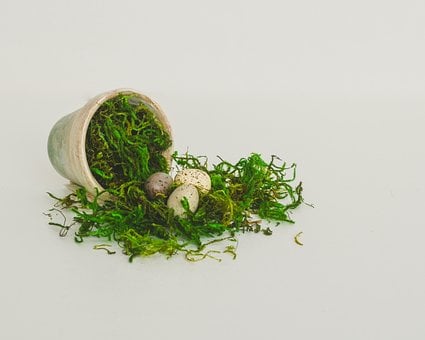 Free Moss Eggs photo and picture