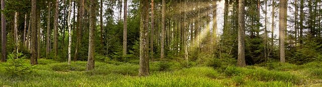 Free Trees Forest photo and picture