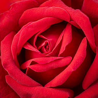 Free Pink Passion photo and picture