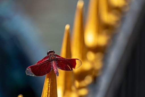 Insect, Natuur, Libel, Macro