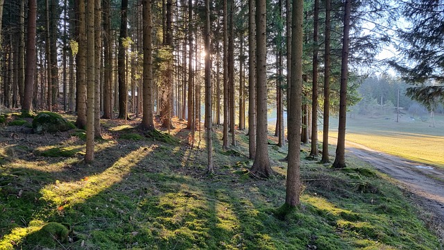 Bäume, Wald, Natur, Landschaft, Moos