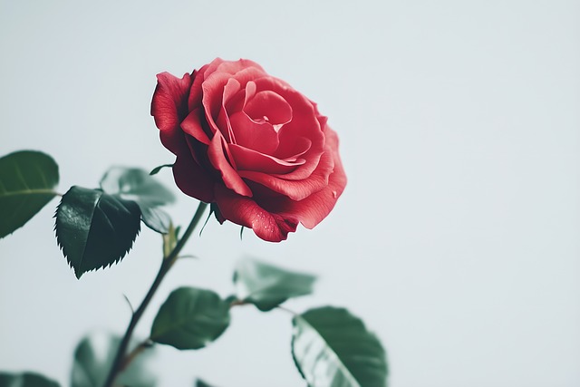 Ai Generiert, Rose, Blume, Pflanze