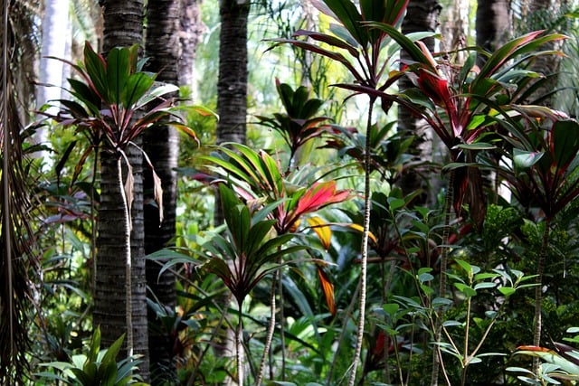 Free Nature Jungle photo and picture