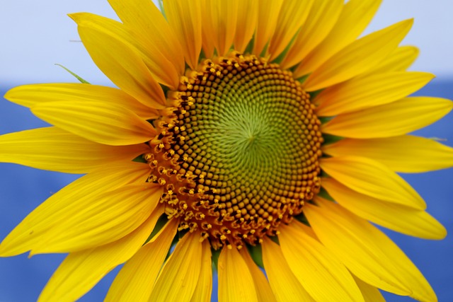 Free Sunflower Nature photo and picture