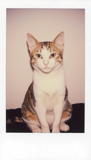 Amuzant, Pisică, Animal De Companie