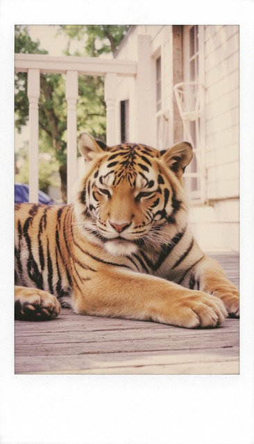 Tigru, Animal, Prădător, Pisică, Felină