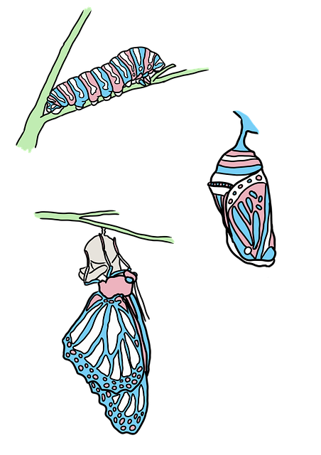 Free butterfly catterpillar metamorphosis illustration