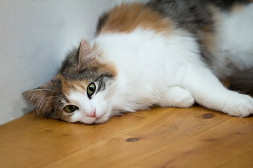 Free Cat Animal photo and picture