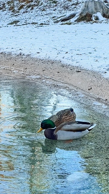 Free Animal Nature photo and picture