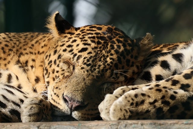 Leopardo, Mamífero, Gato