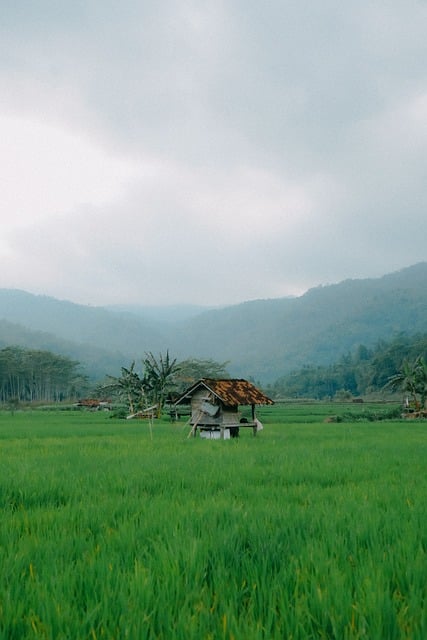 Natural, Arrozal, Agricultura