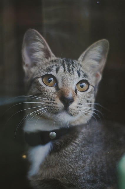 Gato, Animal, Mamífero, Felino