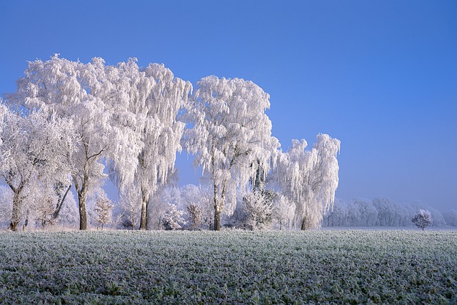 Free Winter Tree photo and picture