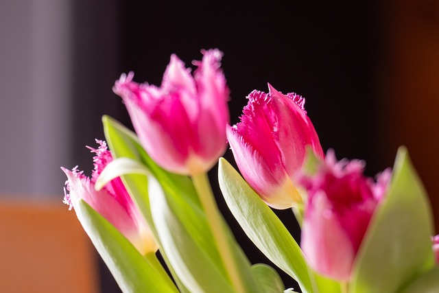 Free Tulips Flower photo and picture