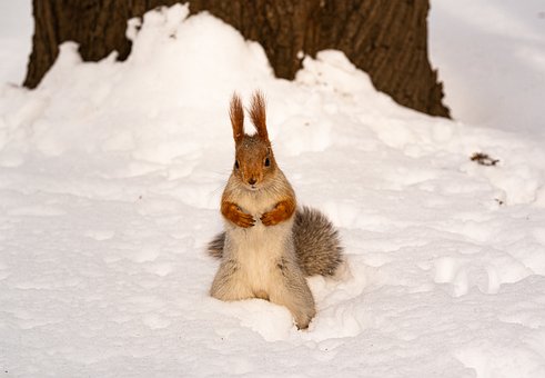 Egern, Natur, Dyr, Gnaver, Vinter